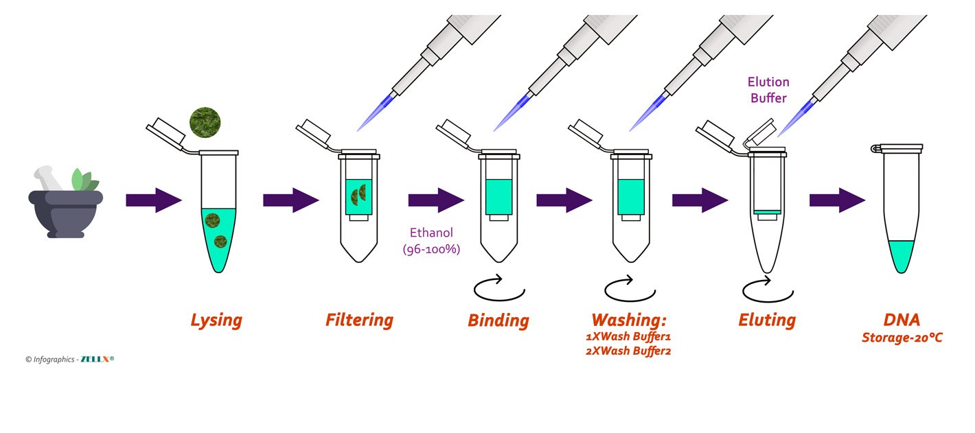 Cell Extraction Biology